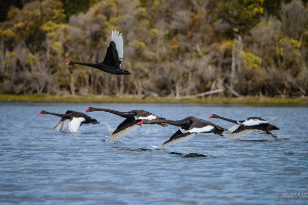 Black swans taking off, Bangor