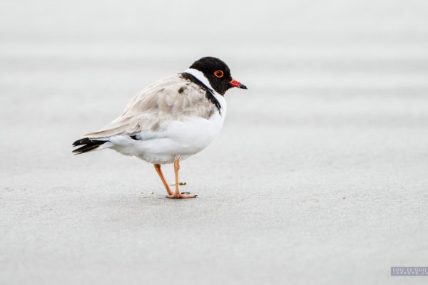 Hooded Plover,  Maria Island