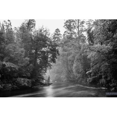 Black and white image of the Styx River lined with trees under the misty rain.