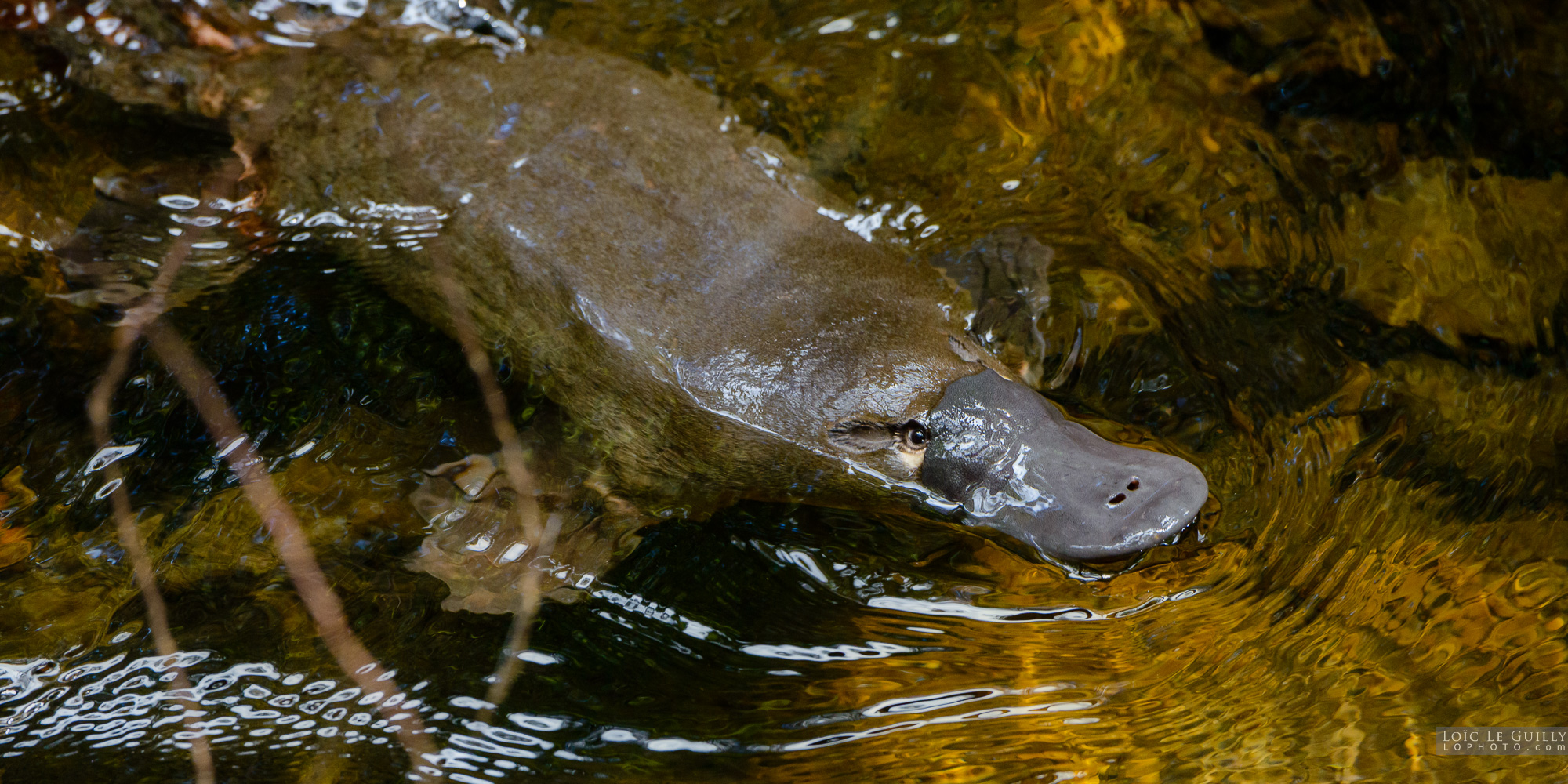 How to photograph a platypus